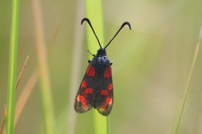 <i>Zygaena transalpina</i>