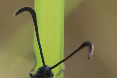 <i>Zygaena transalpina</i>