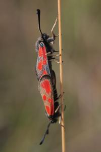 <i>Zygaena loti</i>
