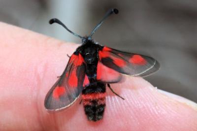 <i>Zygaena sarpedon</i>