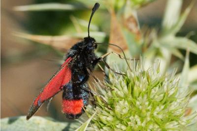 <i>Zygaena sarpedon</i>