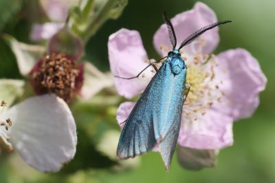 <i>Jordanita globulariae</i>
