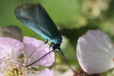 <i>Jordanita globulariae</i>