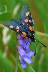 <i>Zygaena trifolii</i>