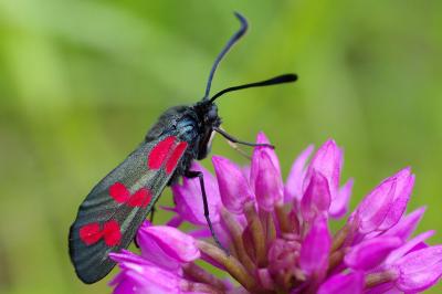 <i>Zygaena filipendulae</i>
