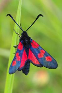 <i>Zygaena trifolii</i>