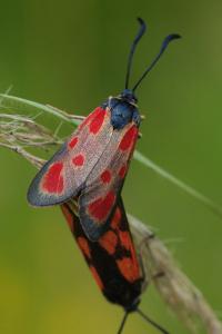 <i>Zygaena loti</i>