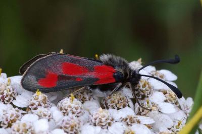 <i>Zygaena sarpedon</i>