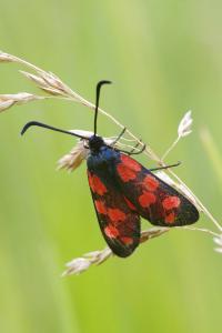 <i>Zygaena transalpina</i>