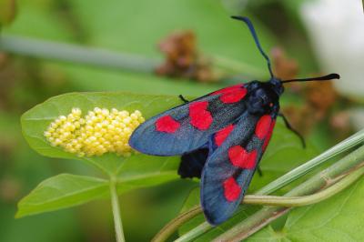 <i>Zygaena trifolii</i>