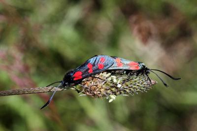<i>Zygaena filipendulae</i>