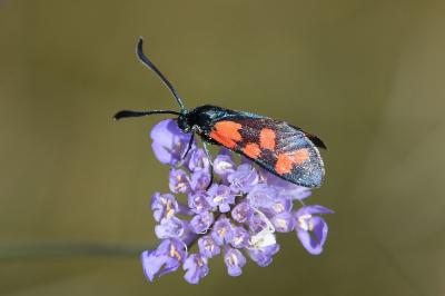 Zygaena transalpina