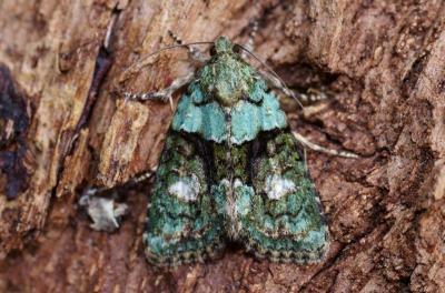 Cryphia algae (Fabricius, 1775), Montournais le 2 septembre 2017
