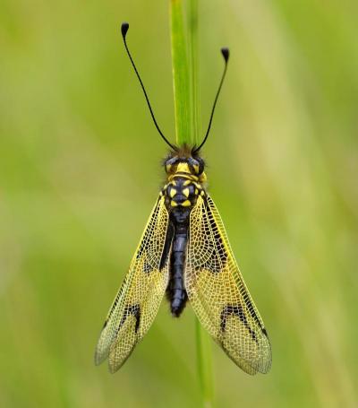 Libelloides longicornis